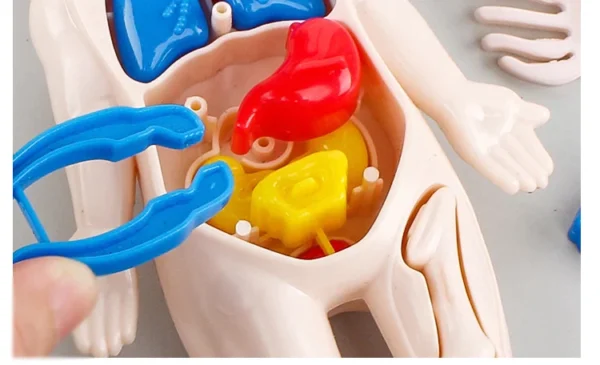 14-Piece-Set-Children-s-Science-and-Education-Human-Body-Organ-Model-DIY-Assembled-Medical-Early.jpg_Q90.jpg_ (2)