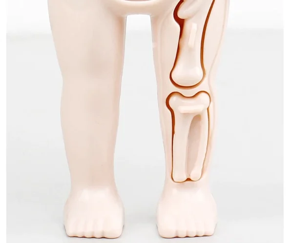 14-Piece-Set-Children-s-Science-and-Education-Human-Body-Organ-Model-DIY-Assembled-Medical-Early.jpg_Q90.jpg_ (3)