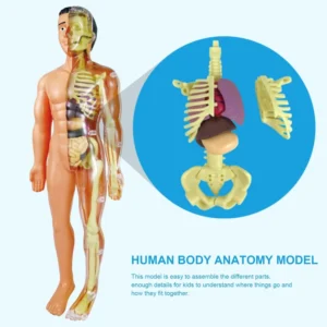 3D-Human-Body-Torso-Model-Educational-Assembly-Learning-DIY-Toys-Human-Body-Organ-Teaching-Tools-Early.jpg_Q90.jpg_ (1)