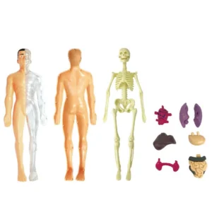 3D-Human-Body-Torso-Model-Educational-Assembly-Learning-DIY-Toys-Human-Body-Organ-Teaching-Tools-Early.jpg_Q90.jpg_ (2)