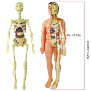 3D-Human-Body-Torso-Model-Educational-Assembly-Learning-DIY-Toys-Human-Body-Organ-Teaching-Tools-Early.jpg_Q90.jpg_ (3)