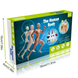 3D-Human-Body-Torso-Model-Educational-Assembly-Learning-DIY-Toys-Human-Body-Organ-Teaching-Tools-Early.jpg_Q90.jpg_ (4)