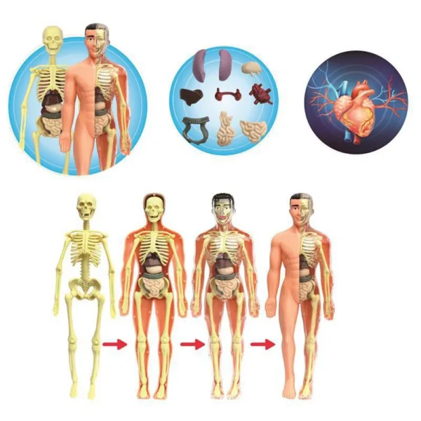 3D-Human-Body-Torso-Model-Educational-Assembly-Learning-DIY-Toys-Human-Body-Organ-Teaching-Tools-Early.jpg_Q90.jpg_