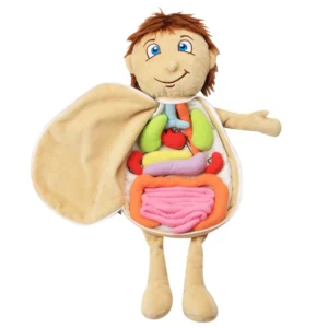 Human-Body-Model-Anatomy-Doll-Soft-Doll-Toy-Anatomical-Medical-Internal-Organs-Awareness-Learn-Early-Education.jpg_Q90.jpg_ (2)